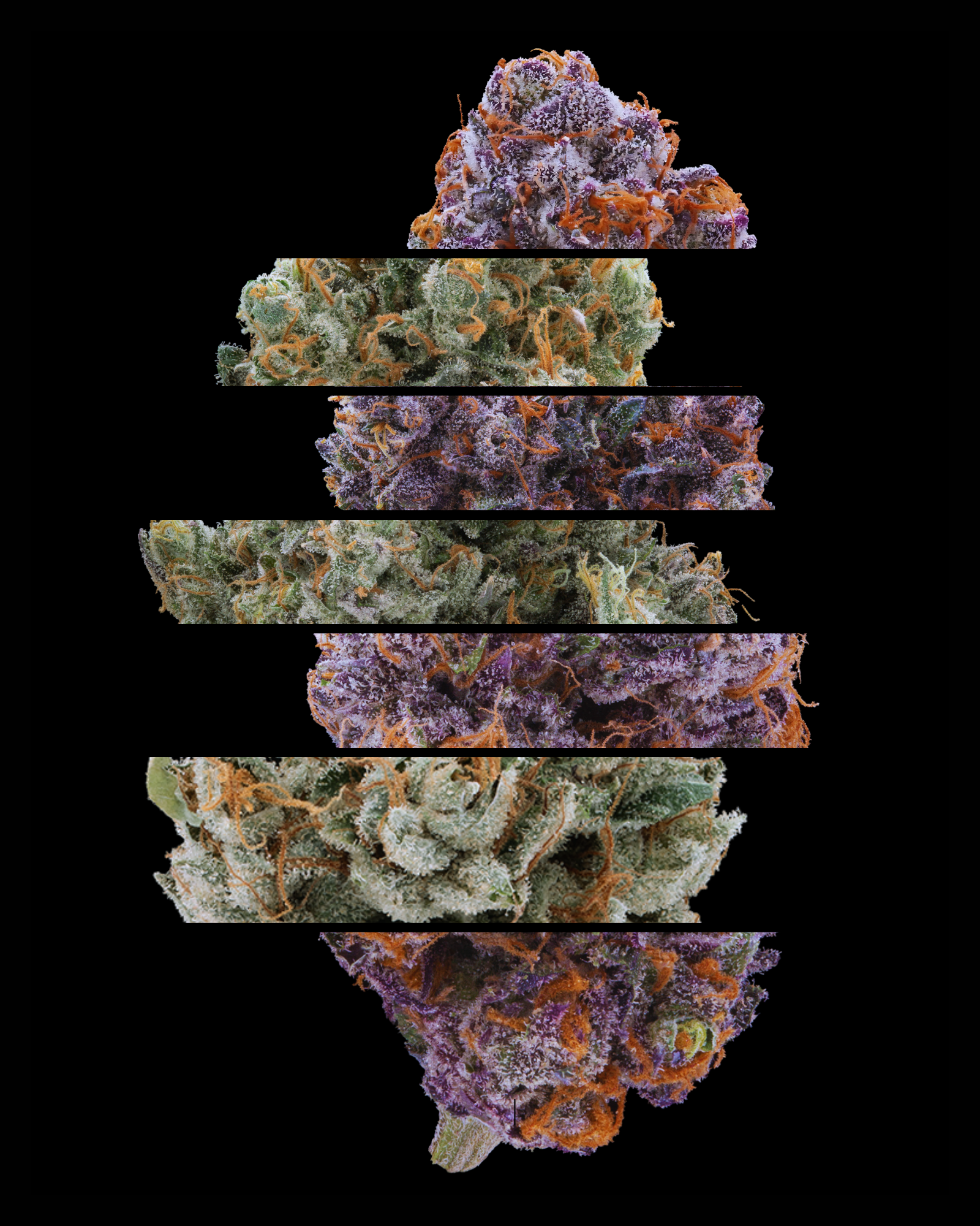 Stacked layers of premium cannabis flower buds